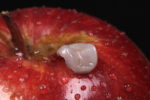 Laboratorio dental